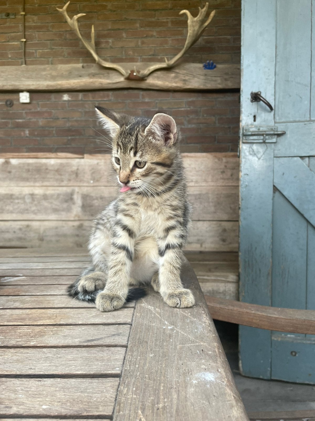 Kitten- kater, Kater, Kortharig, 0 tot 2 jaar