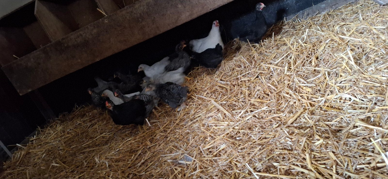 22 kippen van 1.5 maand oud, Dieren en Toebehoren, Meerdere dieren, Kip