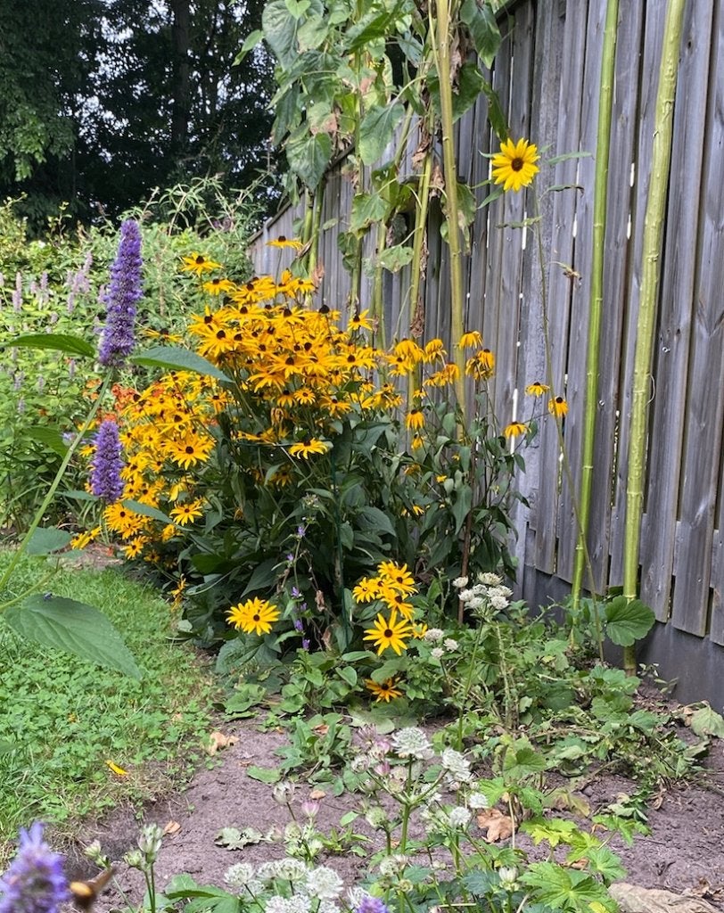 Gele zonnehoed (Rudbeckia), Tuin en Terras, Planten | Tuinplanten, Volle zon, Vaste plant, Zomer, Ophalen