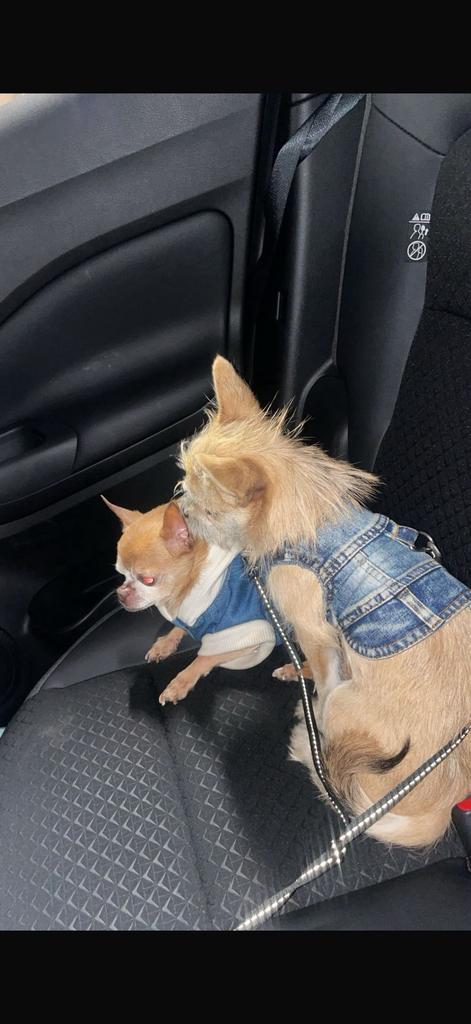 Met pijn in ons hart: lieve chihuahua Woefie (11), 6 jaar of ouder, Reu, Parvo, Eén hond