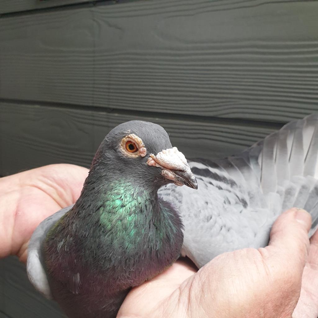POSTDUIVEN RECHTSTREEKS MEINDERT de JONG  OLYMPIC MARJOLEIN, Dieren en Toebehoren, Vogels | Duiven, Mannelijk, Postduif