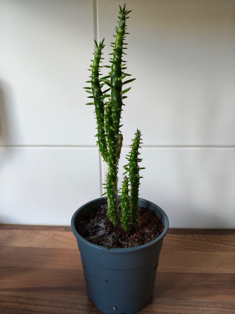 Cylindropuntia Subalata, 34 cm hoog, Ophalen, Vetplant, Halfschaduw, Minder dan 100 cm