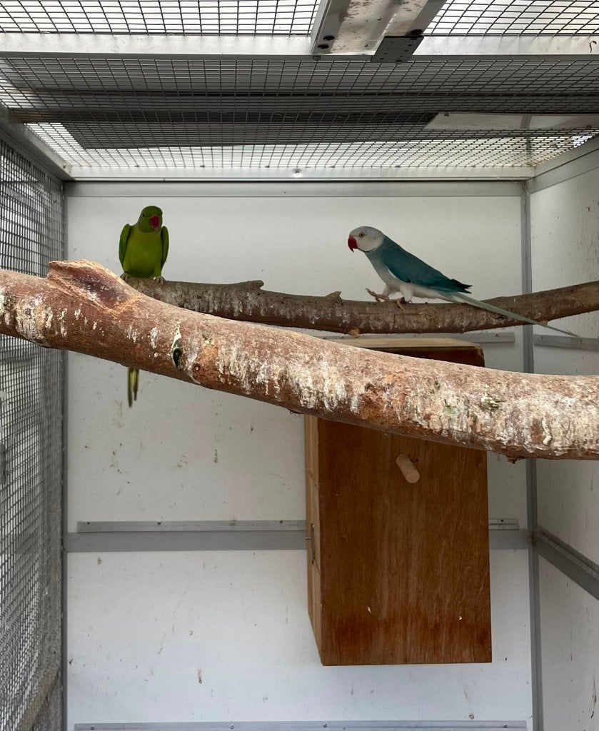 kweekkoppel halsbandparkieten, Meerdere dieren, Parkiet