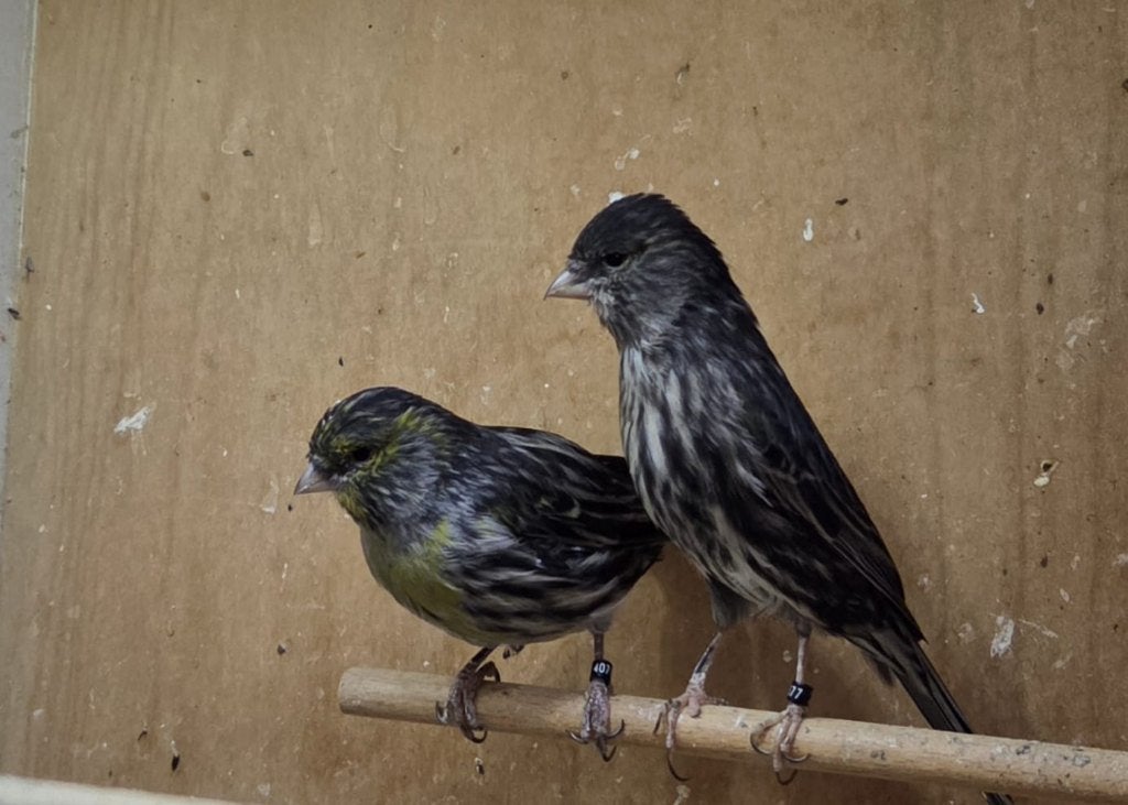 5 agaat geel mozaiek kanaries, Meerdere dieren, Kleurkanarie