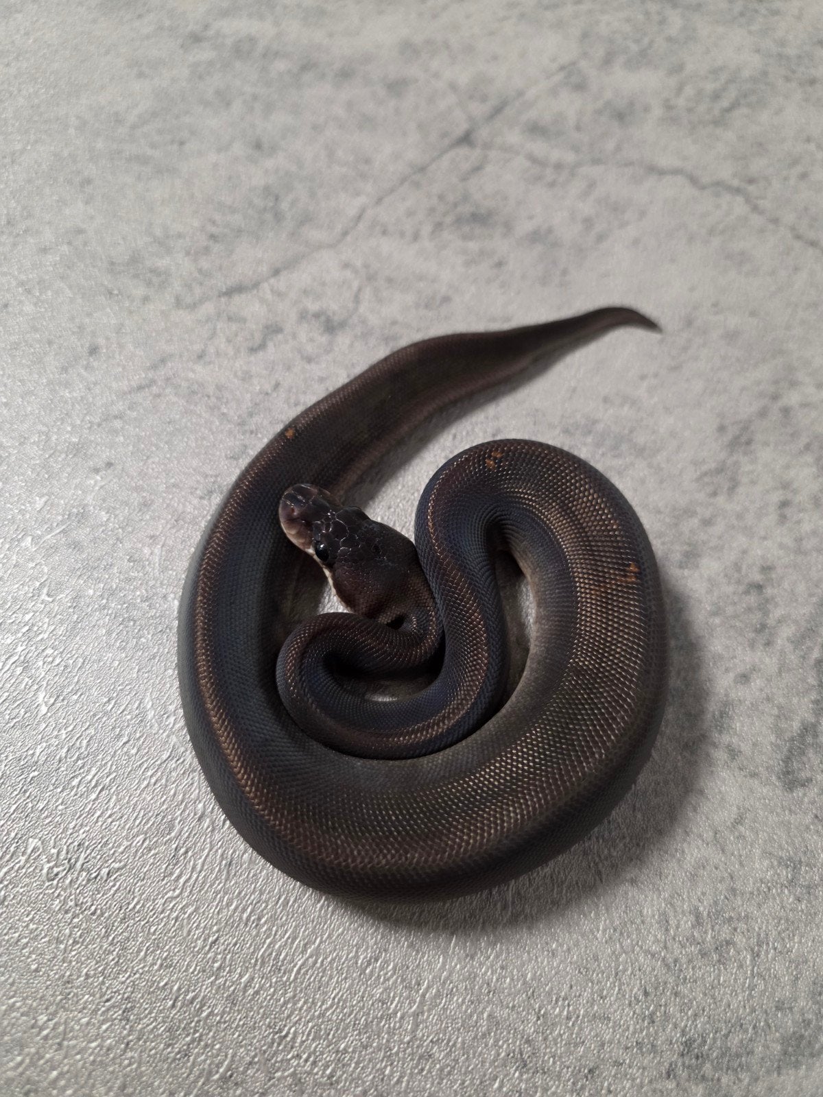 8 Ball️♂️ Ball Python photo 2