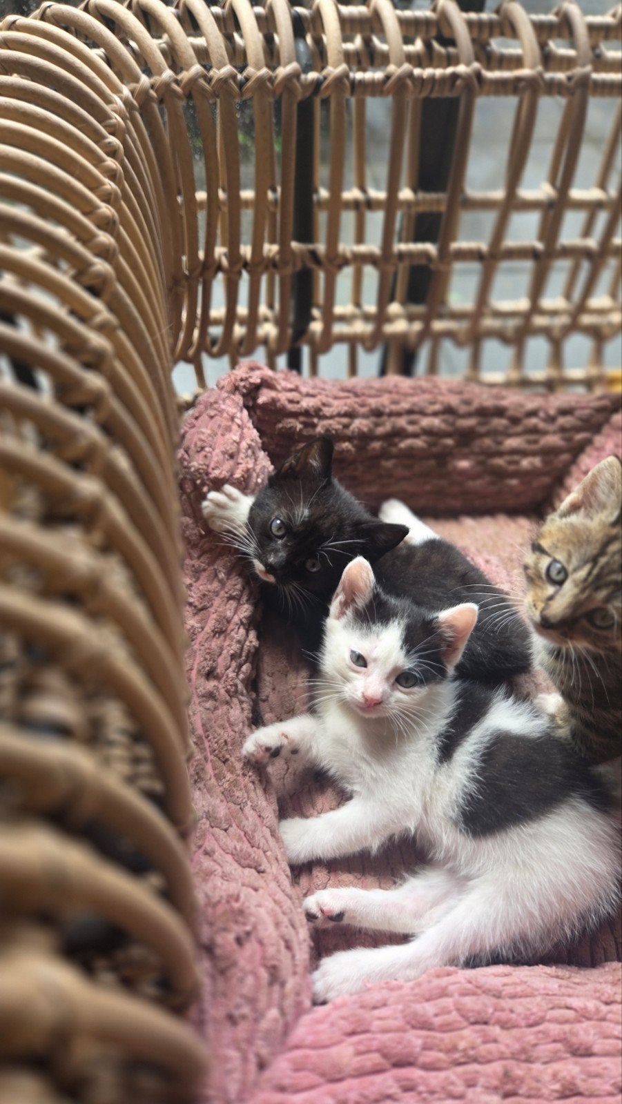 boer en zus zoeken samen een huisje! rescue kittens, Meerdere dieren