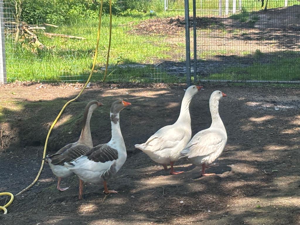 Ganzen te koop 4 man 4 vrouw, Dieren en Toebehoren, Meerdere dieren, Gans of Zwaan