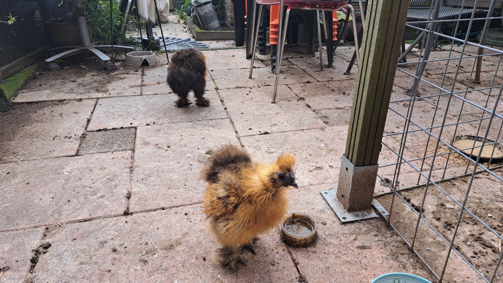 Haantje zoekt woonruimte., Dieren en Toebehoren, Mannelijk, Kip