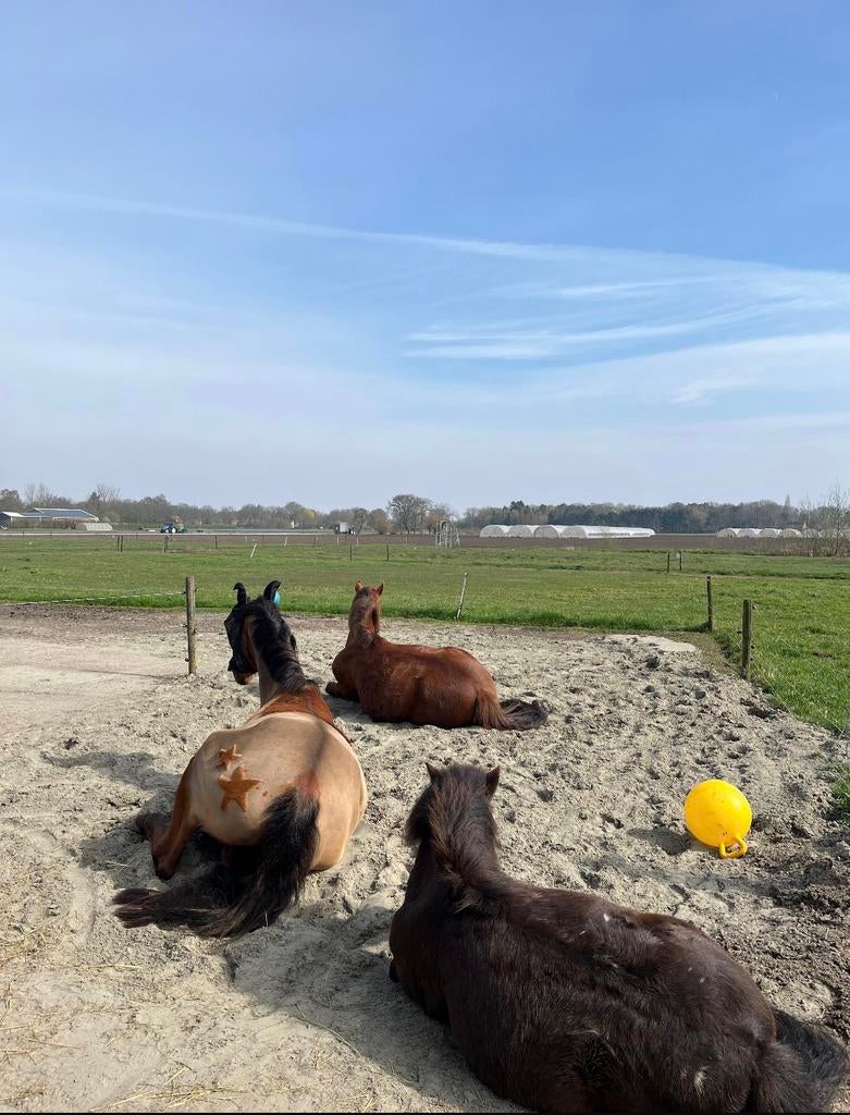 Vakantie stalhulp gezocht!!