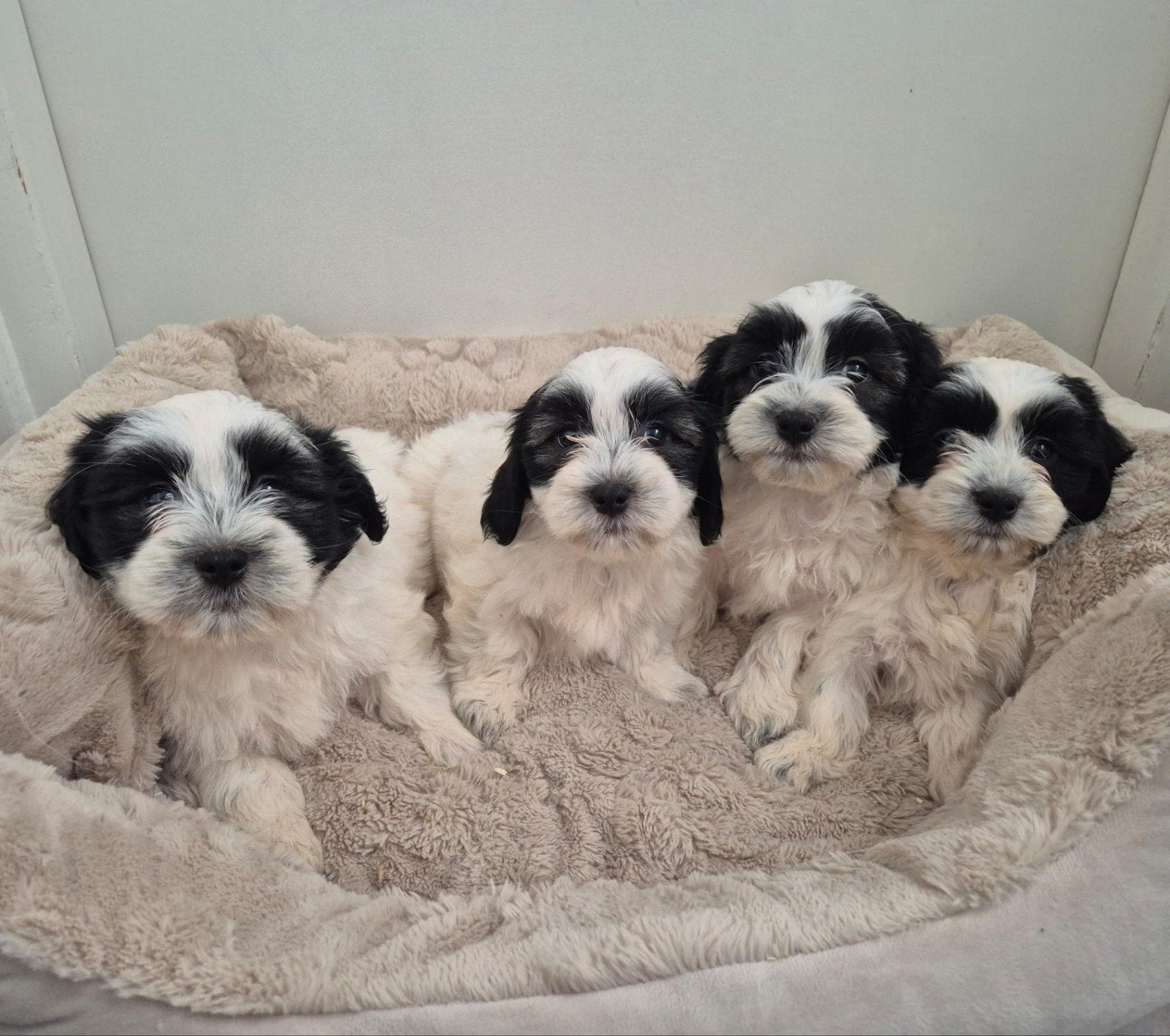 Leuke boomer pups te koop, 8 tot 15 weken, Meerdere, Meerdere dieren, Klein