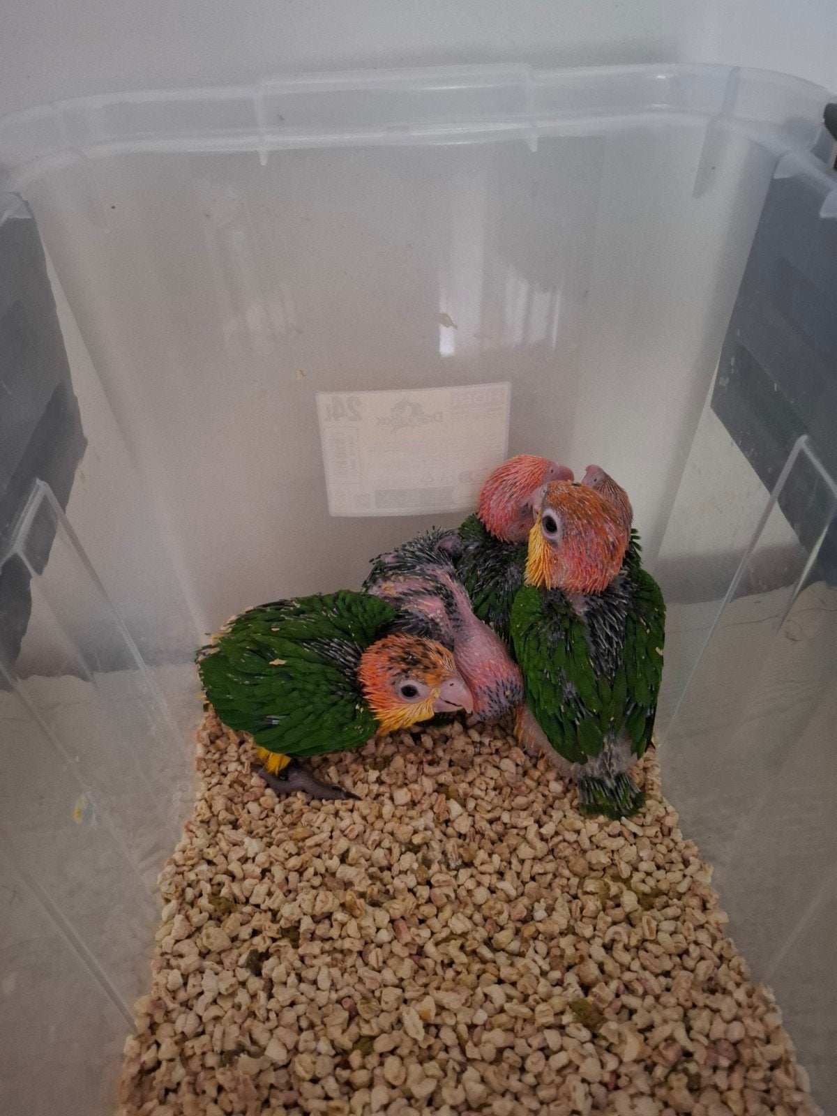 baby roestkop caique s, Geslacht onbekend, Papegaai, Geringd