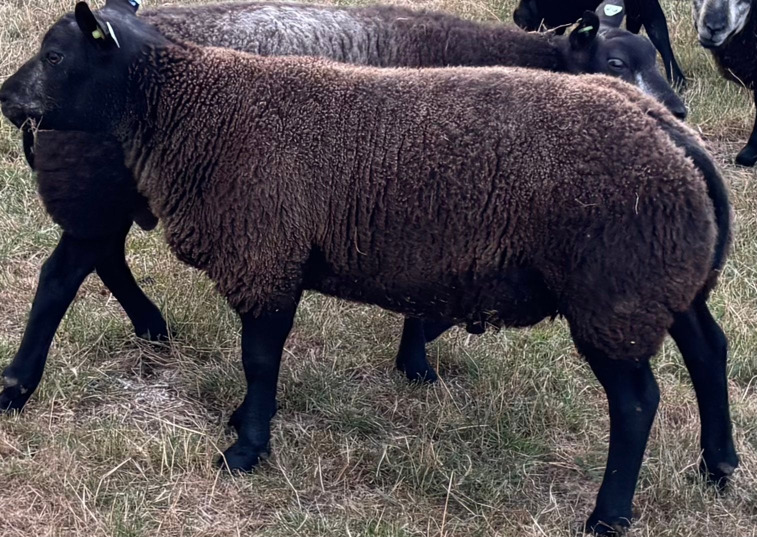 Blauwe Texelaar stamboek ramlam dekram ram, Dieren en Toebehoren, Schapen, Geiten en Varkens, Mannelijk, Schaap, 0 tot 2 jaar