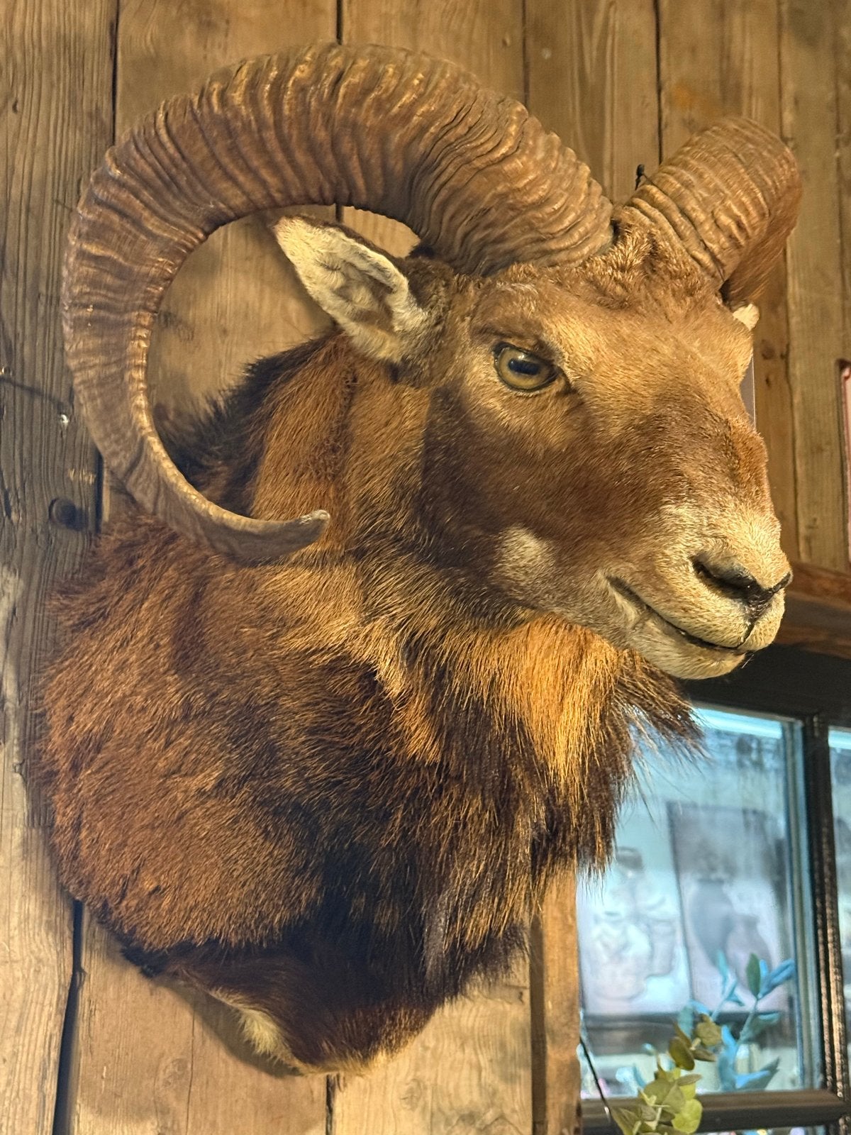 Moeflon opgezet taxidermie stoer sober landelijk, Ophalen, Overige materialen, Nieuw, Landelijk