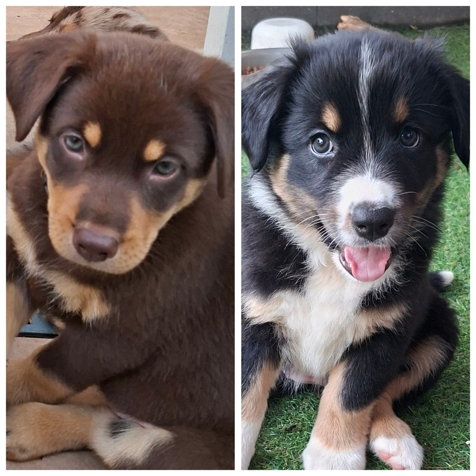Nog 2 prachtige australian shepherd pups, 8 tot 15 weken, Parvo, Meerdere, Meerdere dieren