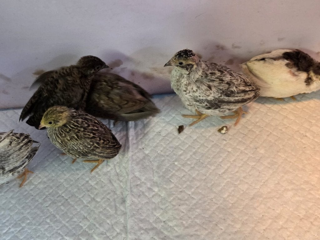 Chinese Dwerg kwartels, Dieren en Toebehoren, Meerdere dieren, Overige soorten
