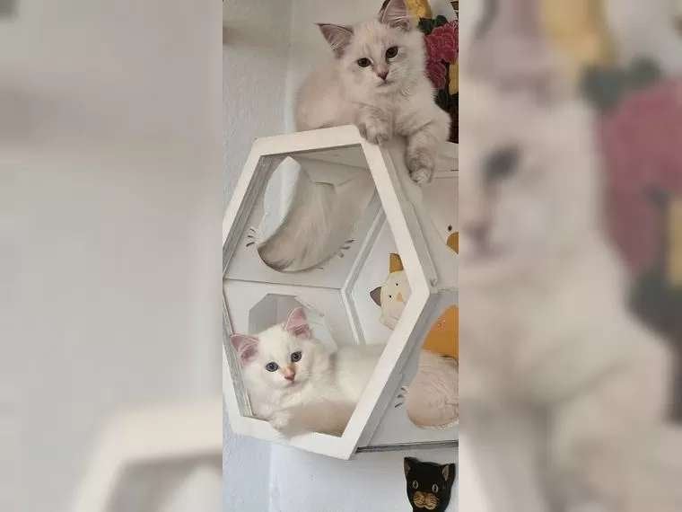 Twee betoverende Neva Masquerade kittens met stamboom, Poes, Met stamboom, 0 tot 2 jaar