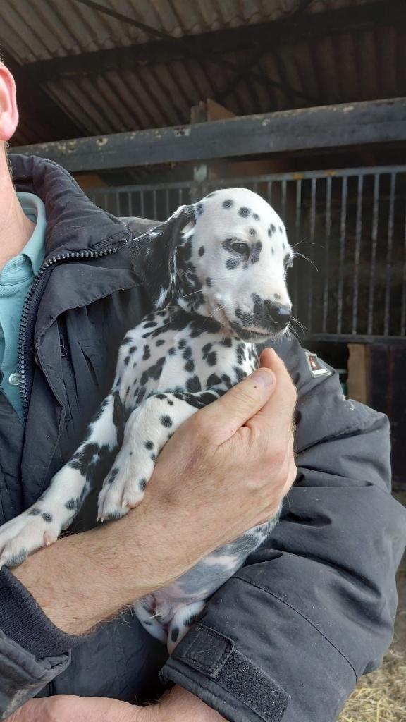Dalmatiër Pups te koop, 8 tot 15 weken, Groot, Meerdere, Meerdere dieren