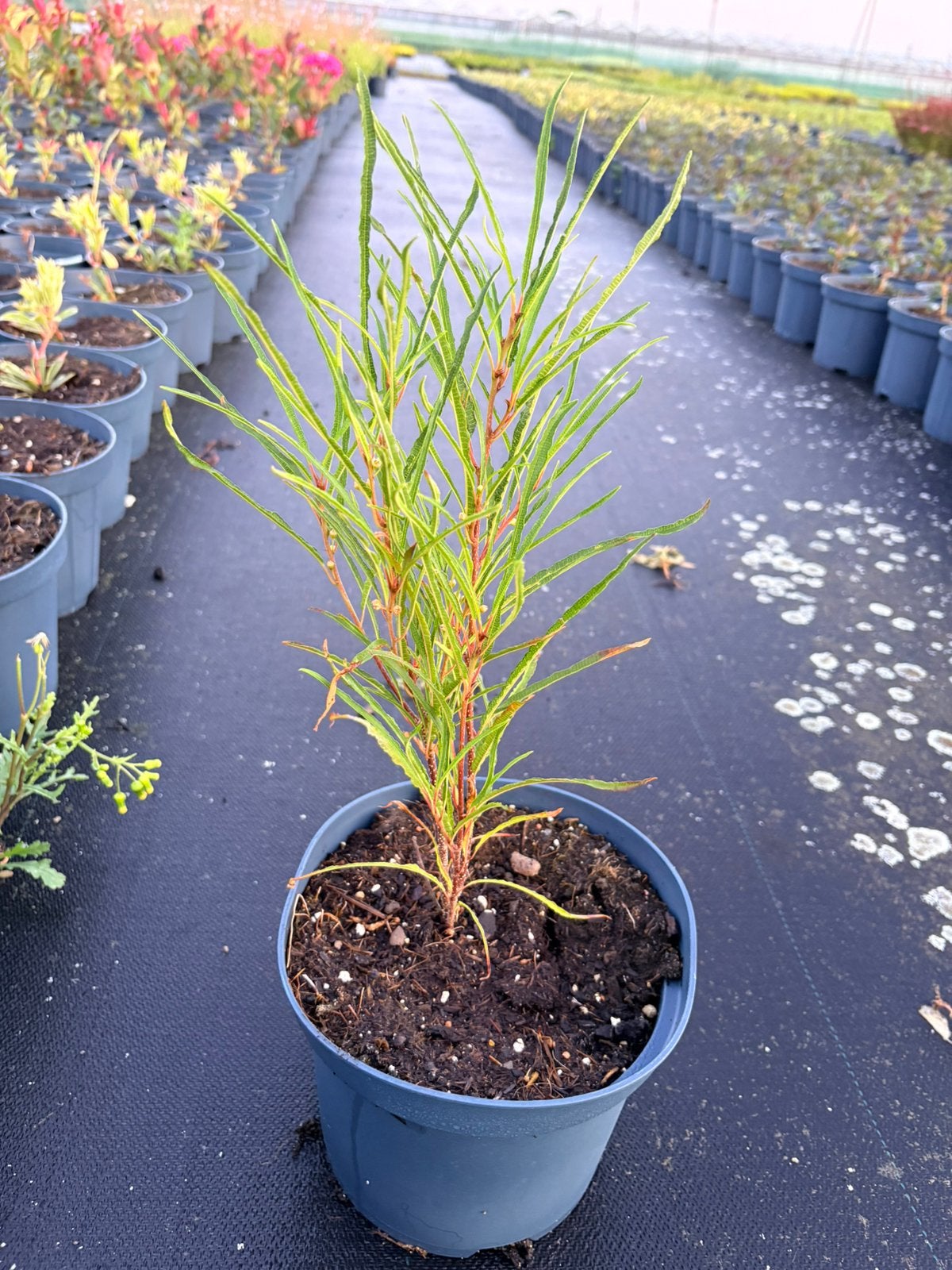 Frangula alnus ‘Ron Williams’, Ophalen of Verzenden, Overige soorten, Volle zon