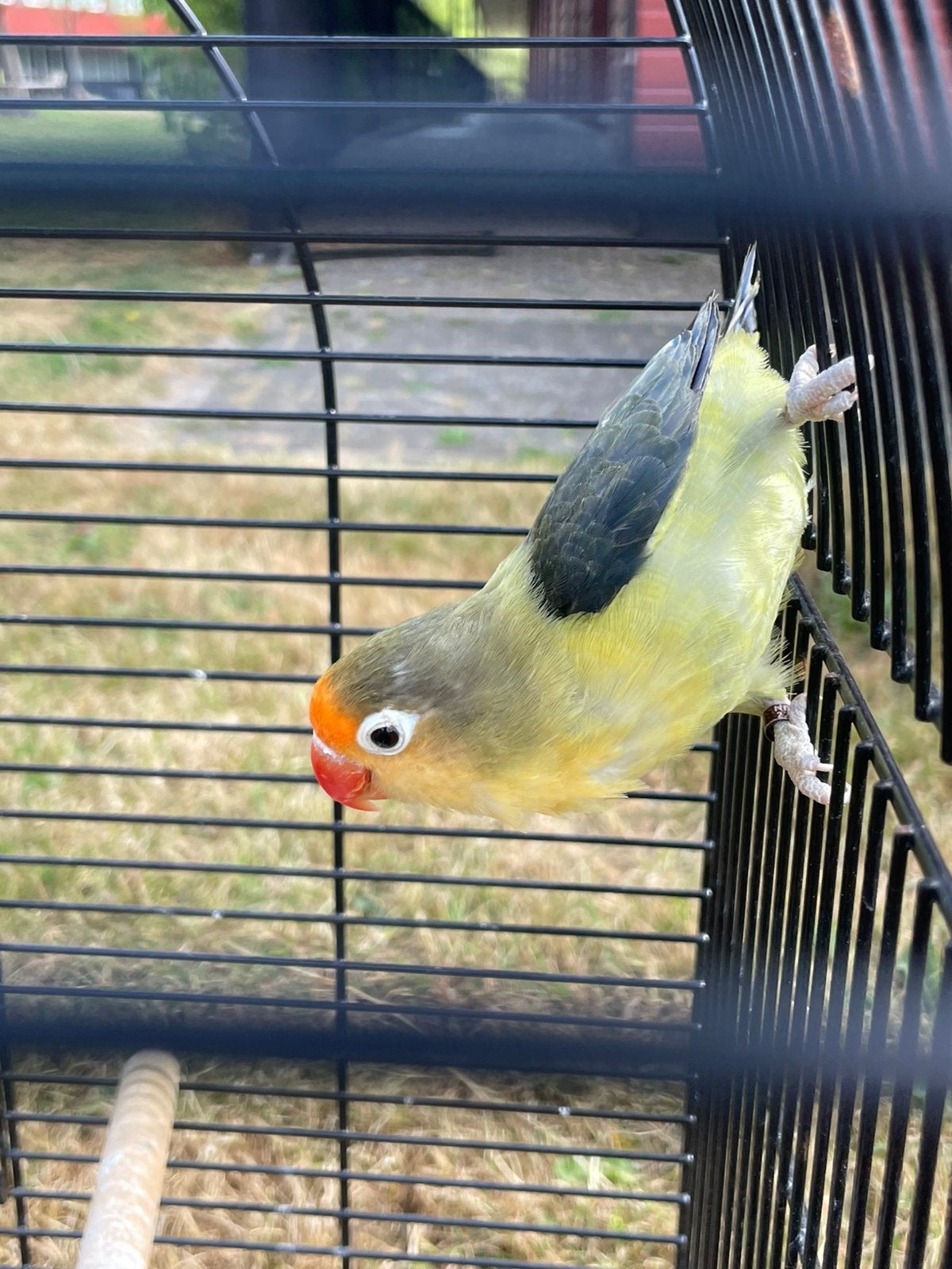 Agapornis Dwergpapegaai Fischerie Roseicolle Personata, Meerdere dieren, Dwergpapegaai of Agapornis, Geringd