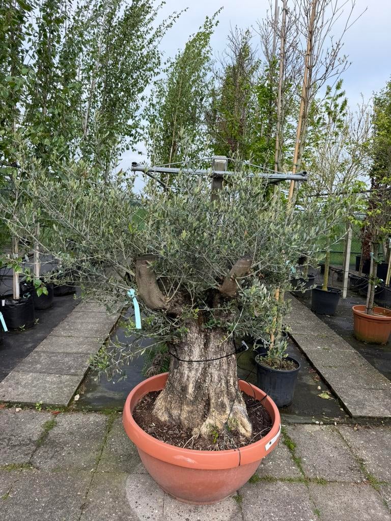 Olea europaea Oude stam, 100 tot 250 cm, Olijfboom, Zomer, Ophalen