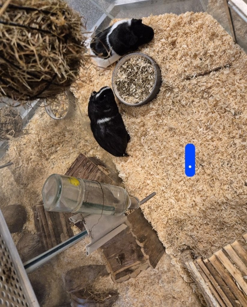 Mus porcellus Cavia, Januari, Meerdere dieren, Cavia
