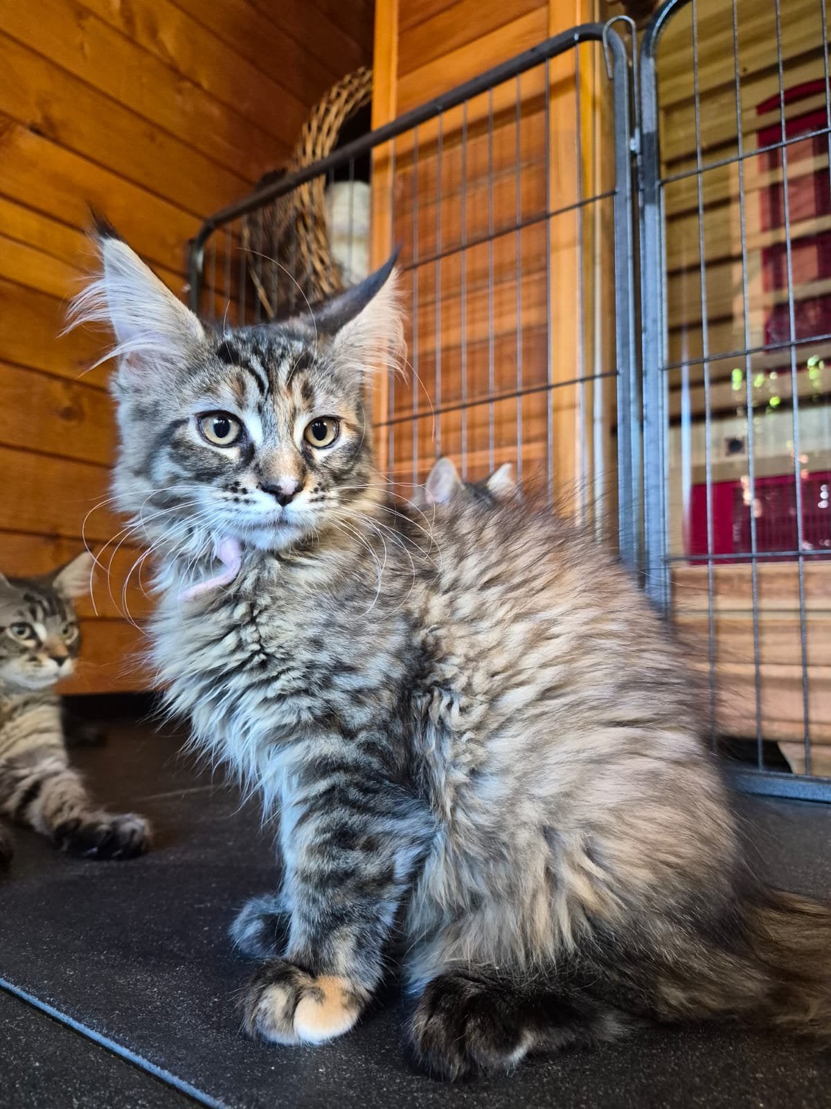 Maine coon kittens!, Dieren en Toebehoren, Meerdere dieren, Ontwormd, 0 tot 2 jaar