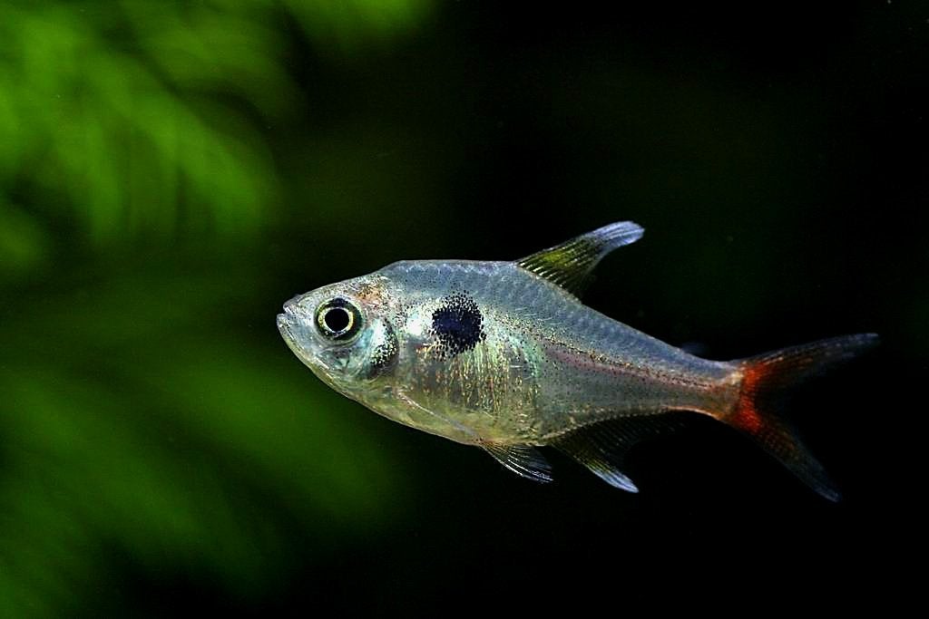 Megalamphodus roseus / Gele Fantoomzalm - Koidream Valburg, Vis, Zoetwatervis