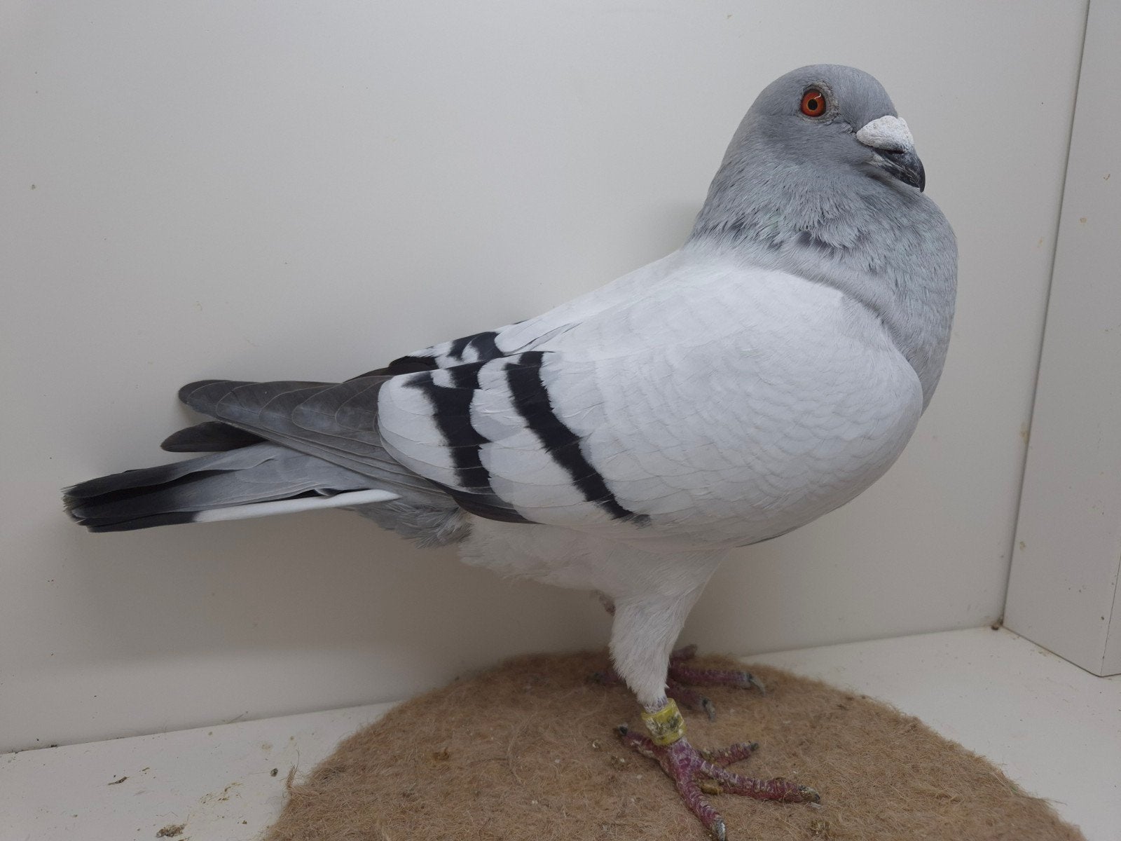 Kleurpostduif kleurpostduiven, Dieren en Toebehoren, Mannelijk, Postduif