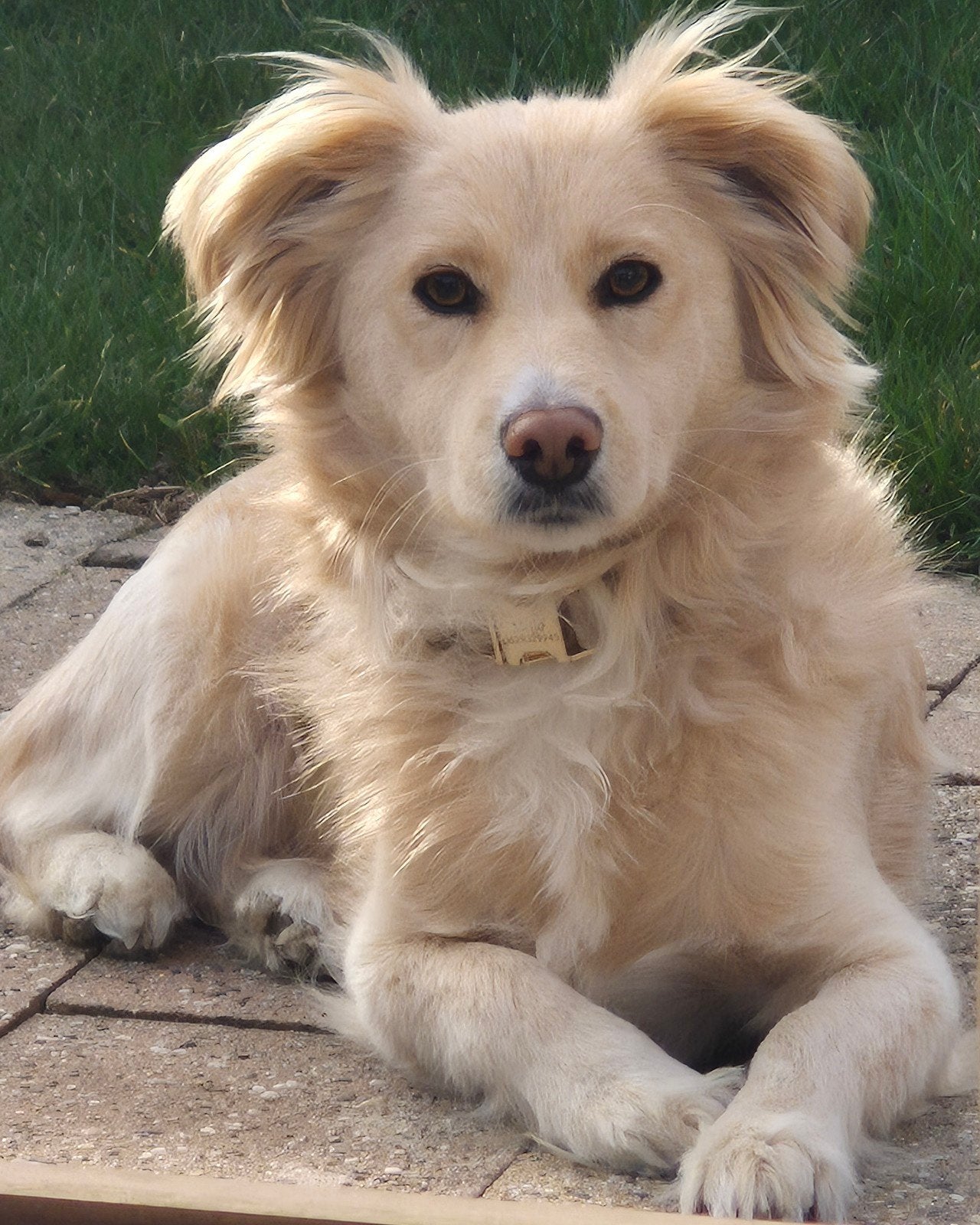 Hond zoekt nieuw huisje, Dieren en Toebehoren, Reu, 1 tot 2 jaar, Eén hond, Middel