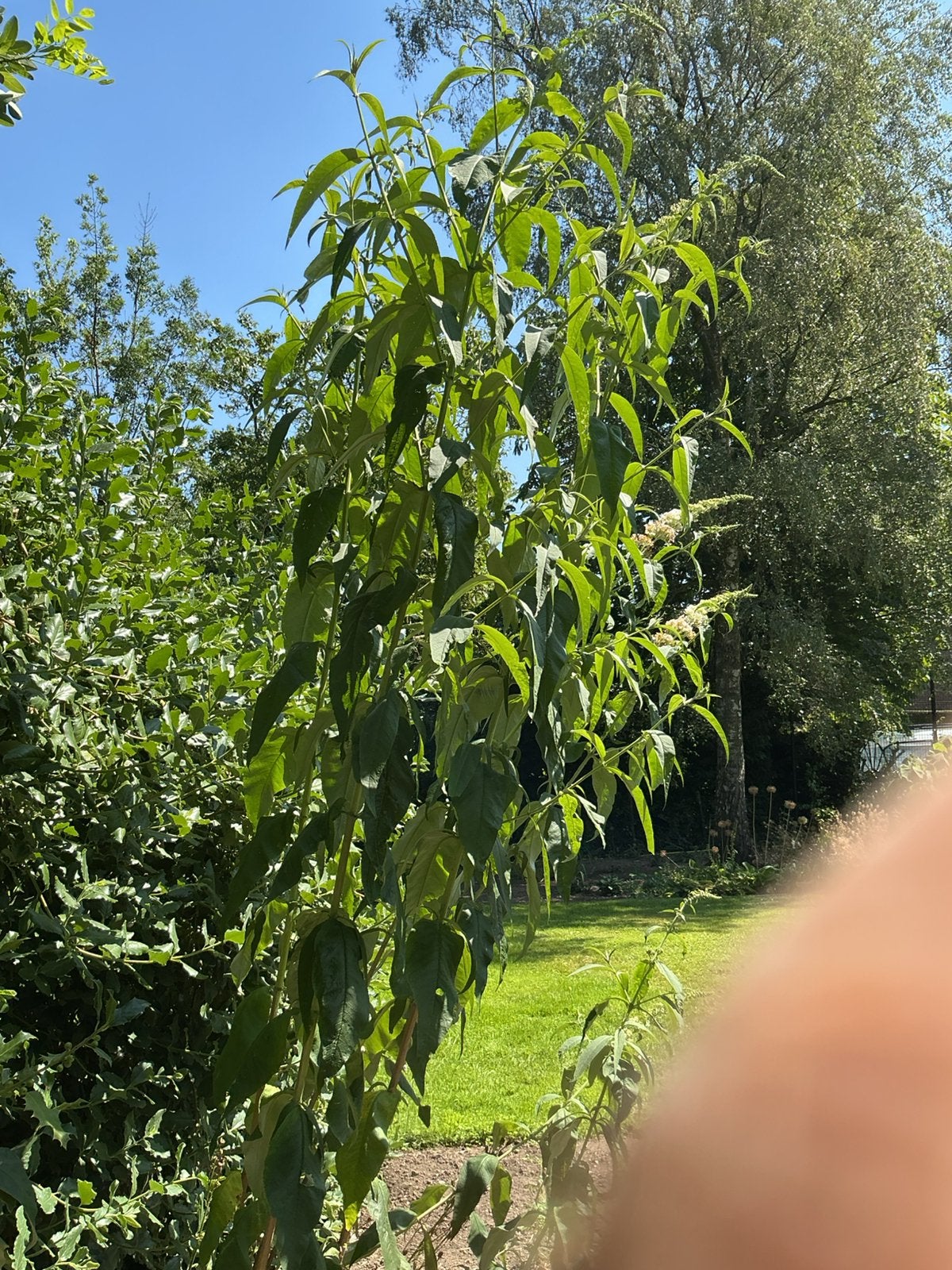 Vlinderstruiken, Tuin en Terras, Planten | Struiken en Hagen, Ophalen, Vlinderstruik, Struik, 100 tot 250 cm
