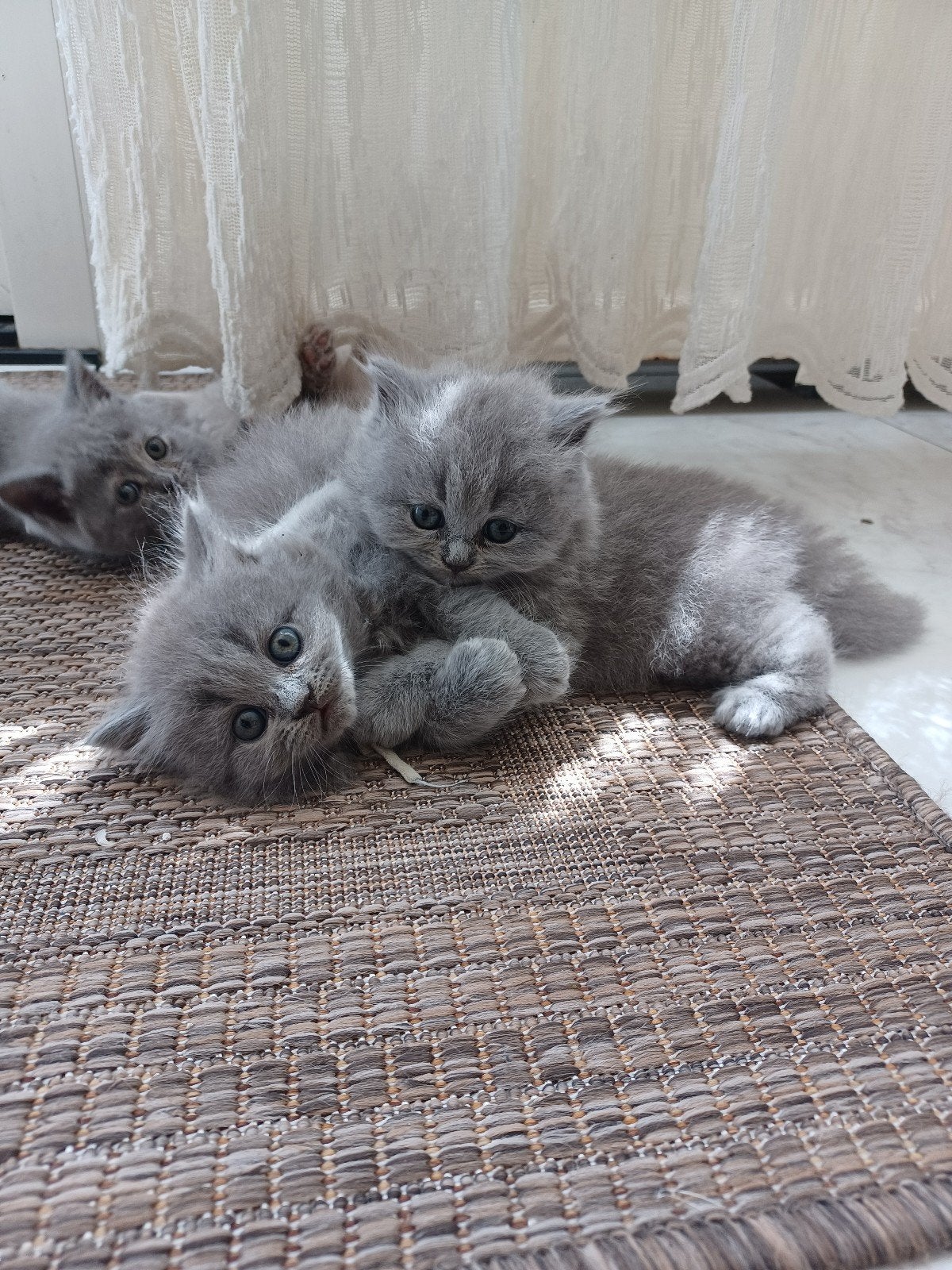 Prachtige Britse Korthaar kittens, Ontwormd, 0 tot 2 jaar