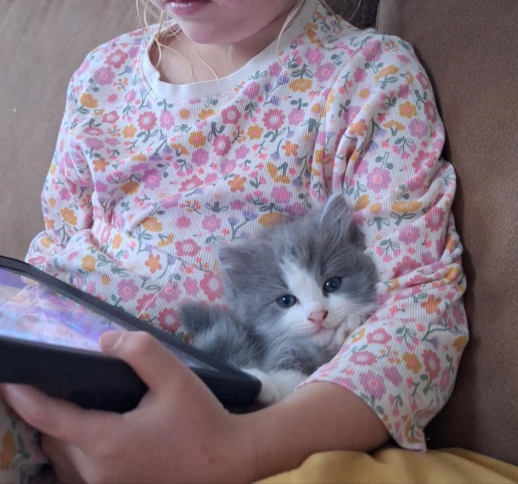 Ragdoll kittens met stamboom, Dieren en Toebehoren, Meerdere dieren, Met stamboom
