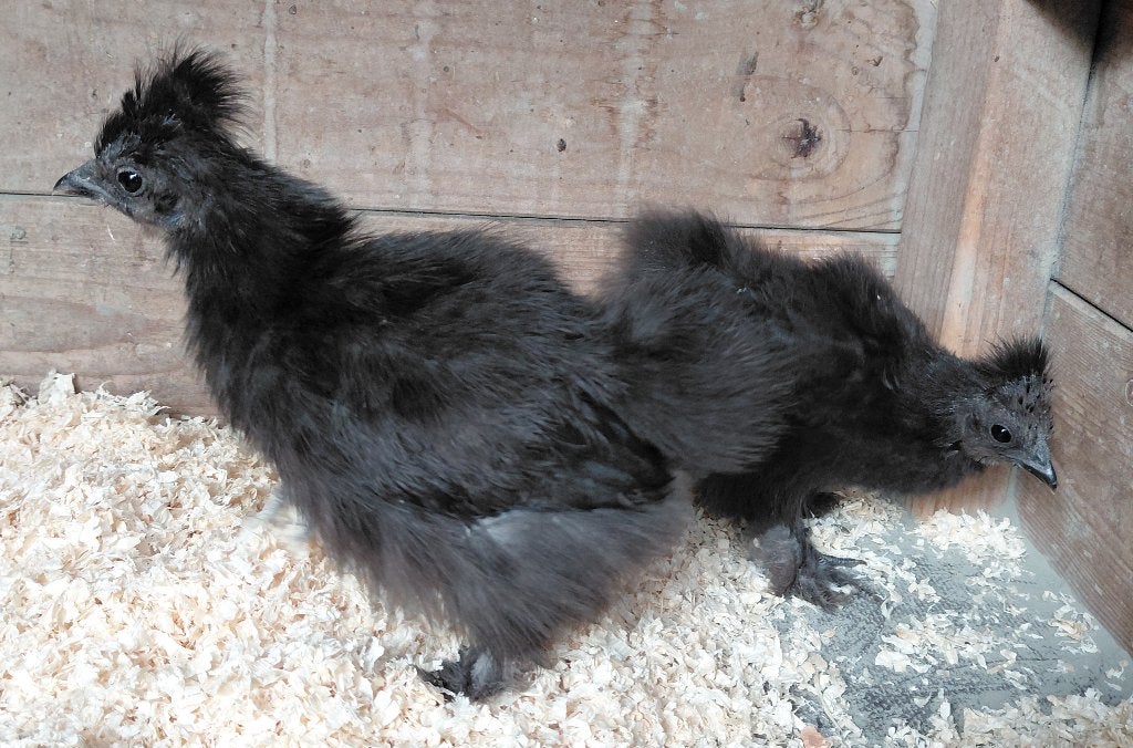 Trio zwarte zijdehoenders, Dieren en Toebehoren, Meerdere dieren, Kip
