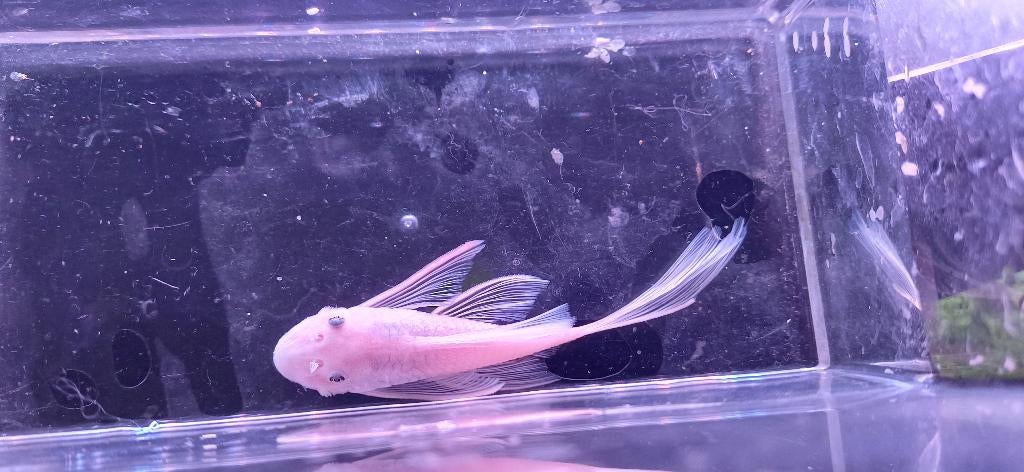 Snow white longfin dame, Dieren en Toebehoren, Vis, Zoetwatervis