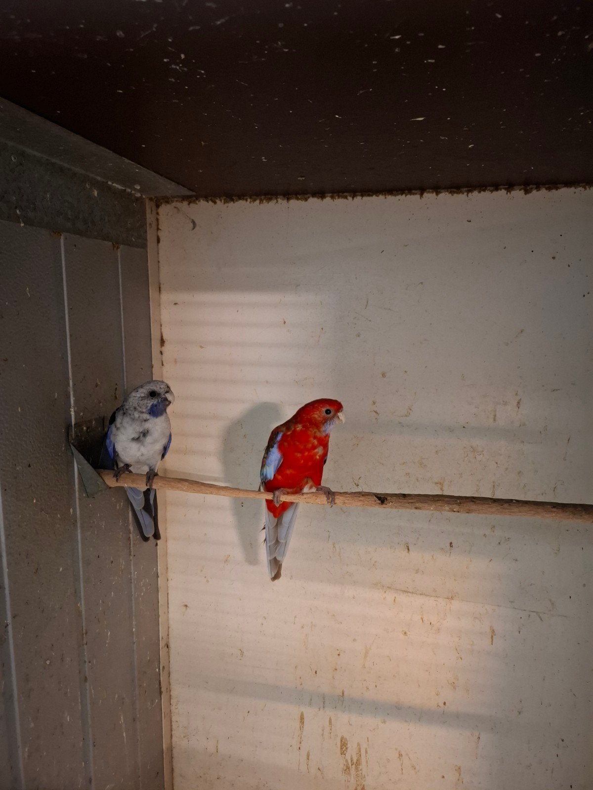 Koppels pennant rosella's in diverse kleuren, Dieren en Toebehoren