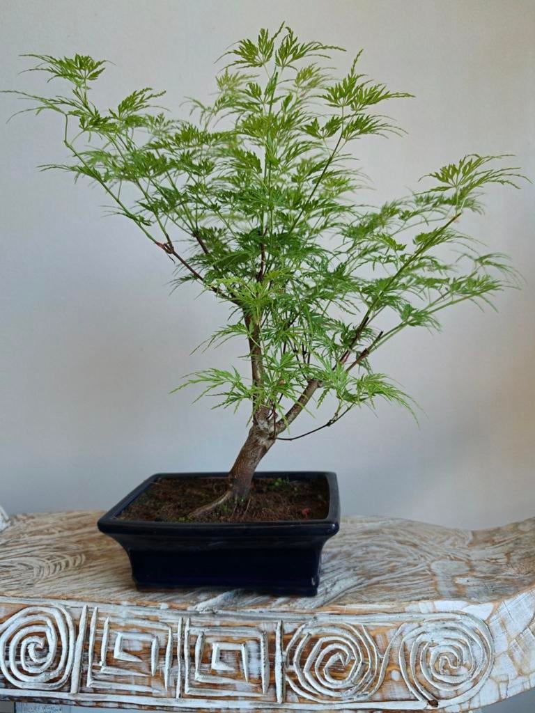 Acer Japanse Esdoorn Dissectum bonsai, Bloeit niet, Halfschaduw, Minder dan 100 cm, Overige soorten