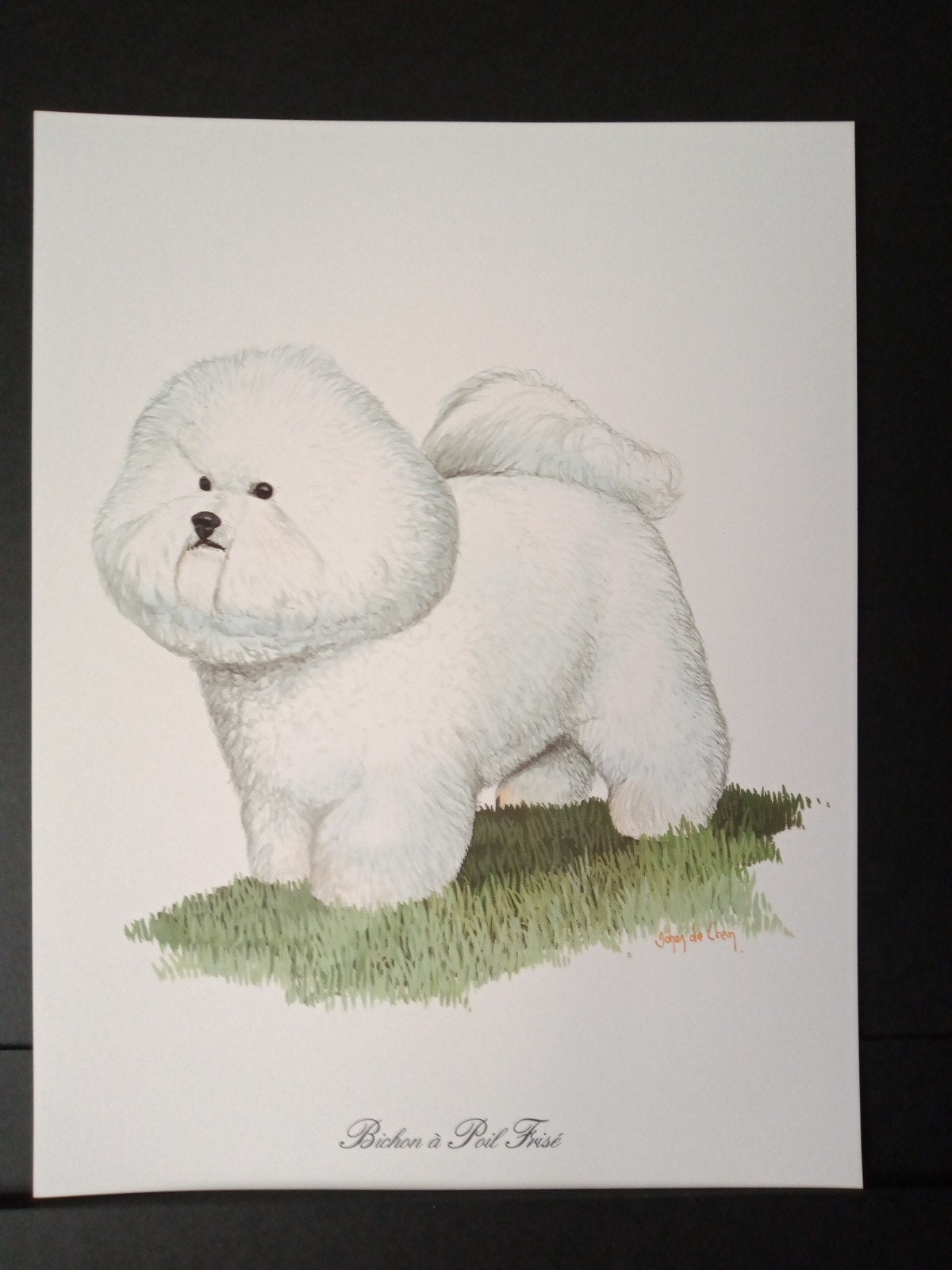 Bichon a Poil Frise - kunstprent - Johan de Crem tekenaar, Verzenden, 1980 tot heden, Zo goed als nieuw, Dier