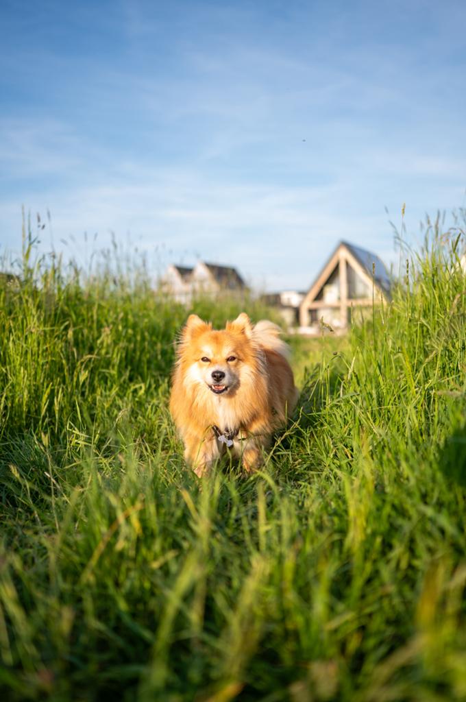 Honden portretten in Culemborg, Ophalen, Nieuw