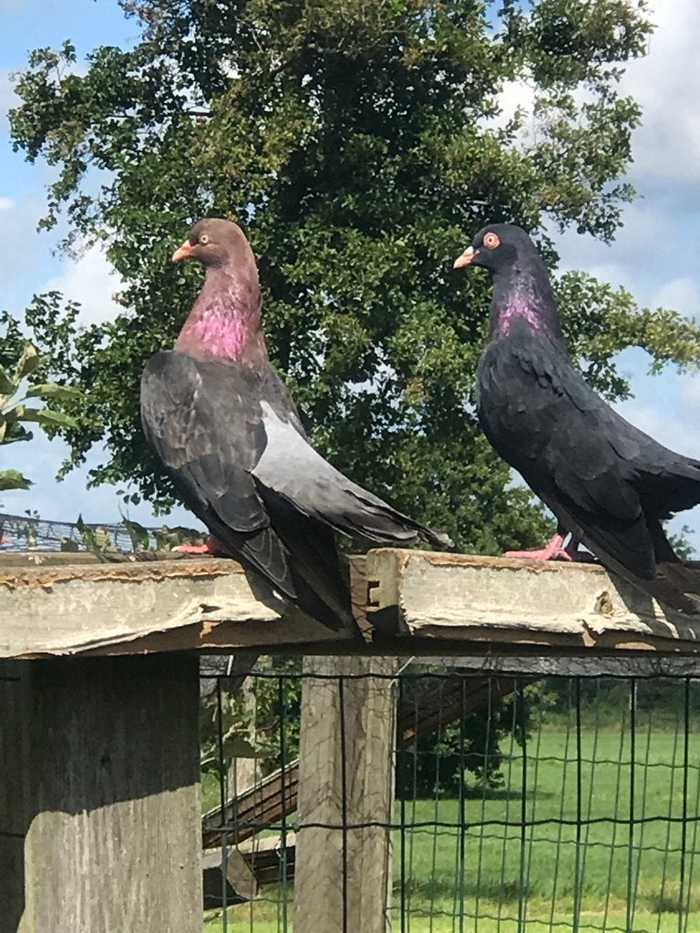 Koppel oosterse roller, Dieren en Toebehoren, Vogels | Duiven, Meerdere dieren, Tuimelaar of Roller