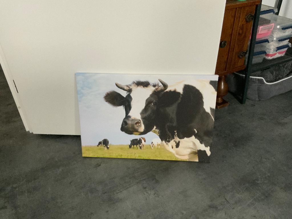 Afbeelding koe op canvas, Ophalen