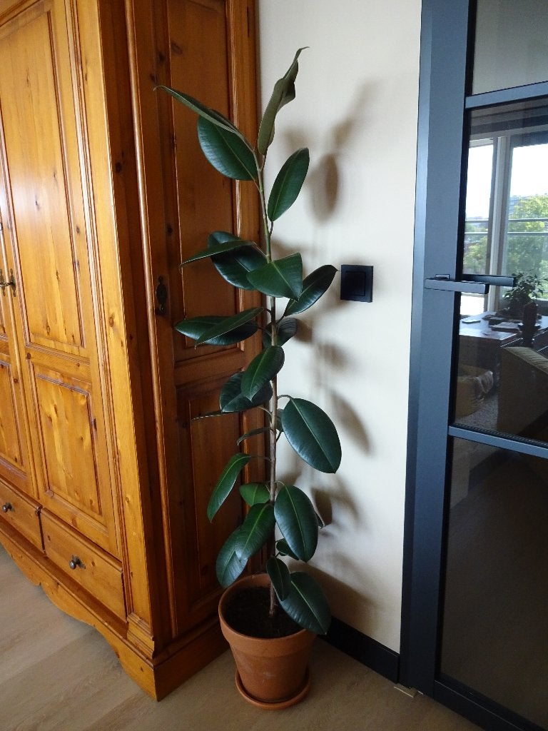 Ficus Elastica kamerplant(rubberboom), d.groen blad,, Huis en Inrichting, Kamerplanten, Ophalen, Ficus, 100 tot 150 cm, Halfschaduw
