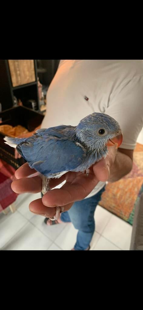 Halsbandparkieten, Dieren en Toebehoren, Geslacht onbekend, Parkiet, Tam