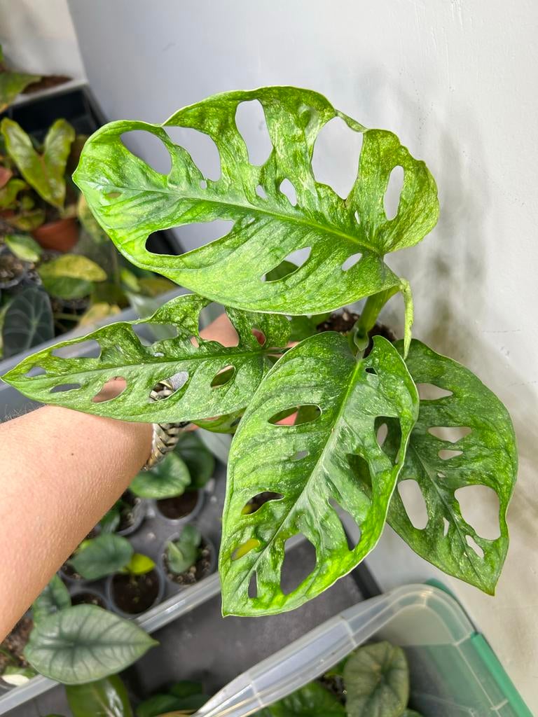 Monstera Adansonii Mint - Zeldzame Gevlekte Kamerplant, Ophalen of Verzenden, Halfschaduw, Minder dan 100 cm