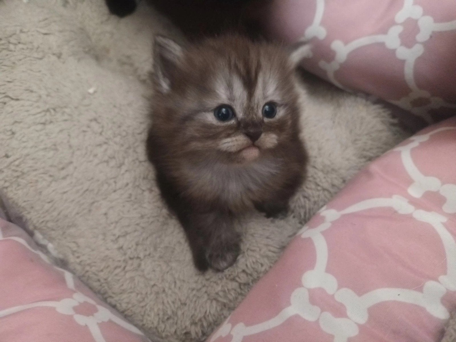 1 katertje en 1 poesje. Maincoon x Brits langhaar., Kater, Ontwormd