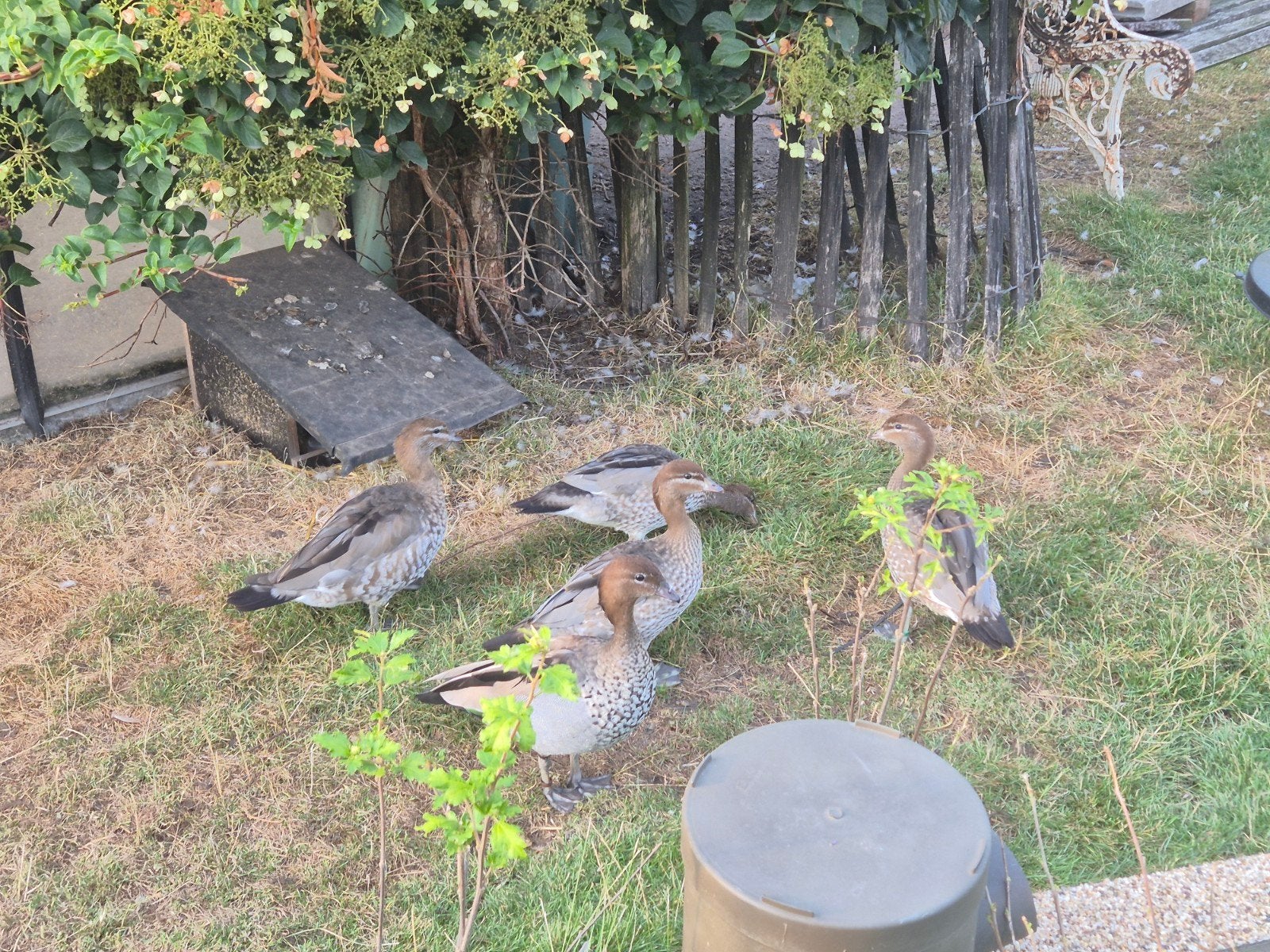 siereenden, Dieren en Toebehoren, Pluimvee, Meerdere dieren, Eend