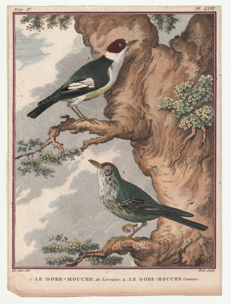 Le cobe mouche gobiemouche vliegenvanger gravure ca. 1780, Verzenden, Handgekleurd, Gravure, Flora en Fauna