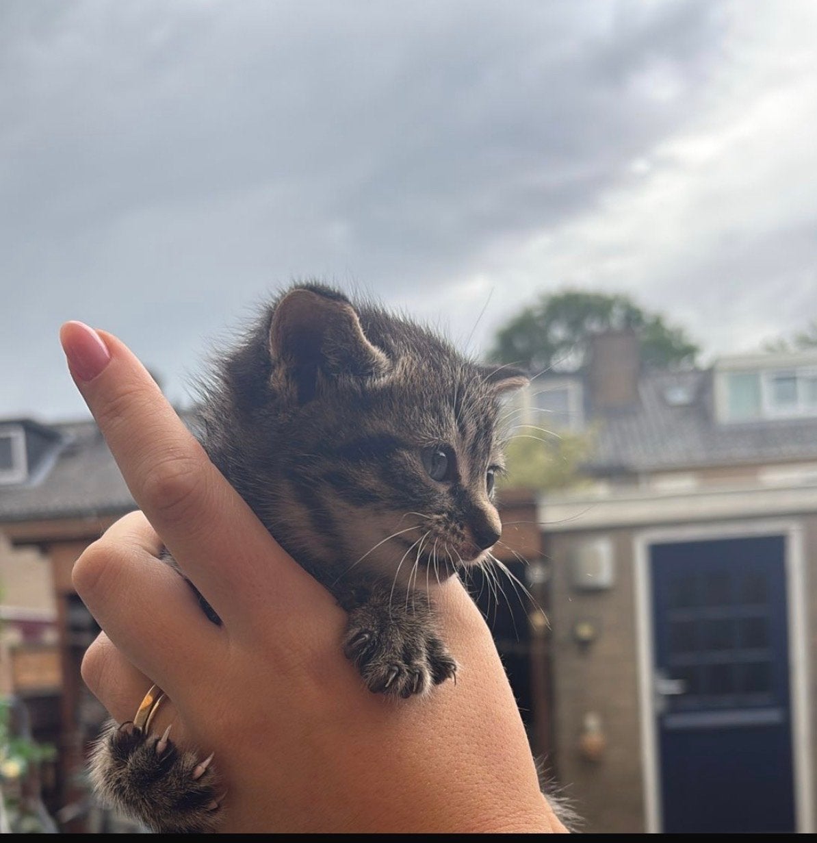 Kitten te koop, Dieren en Toebehoren, Katten en Kittens | Overige Katten, Kater, Kortharig, 0 tot 2 jaar