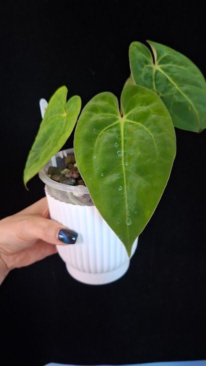 Anthurium Dark Phoenix x Big Foot, Huis en Inrichting, Kamerplanten, Groene kamerplant, Ophalen of Verzenden, Halfschaduw, Minder dan 100 cm