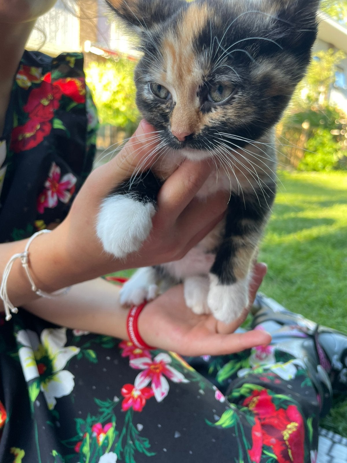 Kitten in Puttershoek, Meerdere dieren
