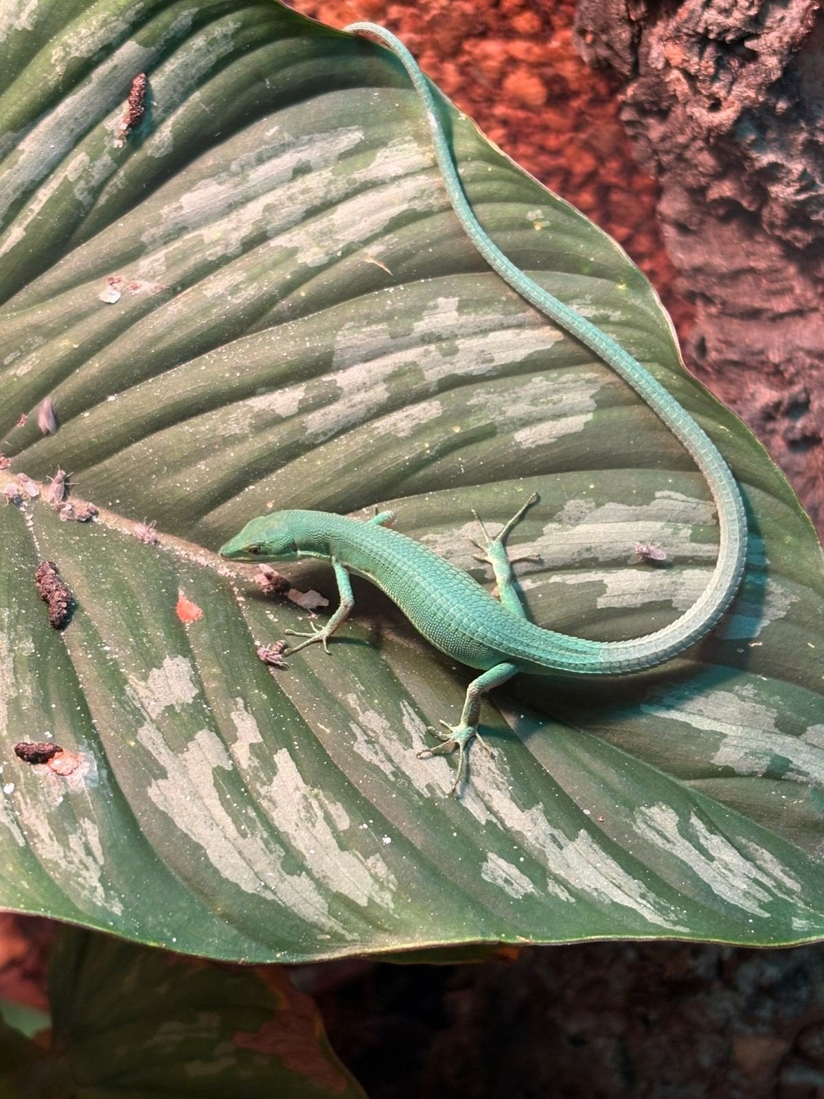 Takydromus smaragdinus, groene langstaart hagedissen, Dieren en Toebehoren, Amfibie, 0 tot 2 jaar